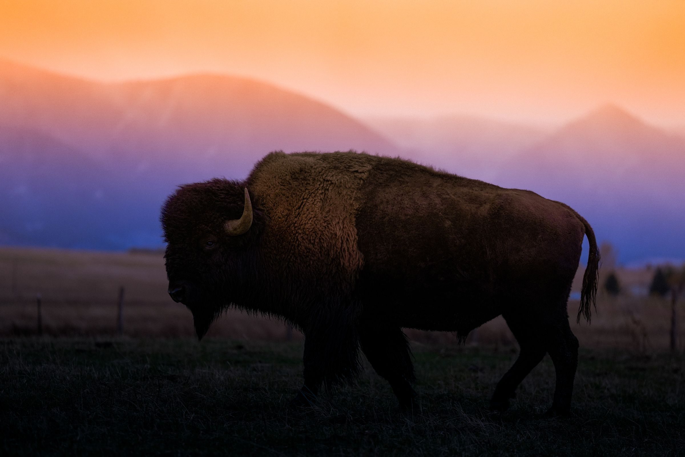 A lone bison bull at sunset, orange and violet sky over the mountains behind him