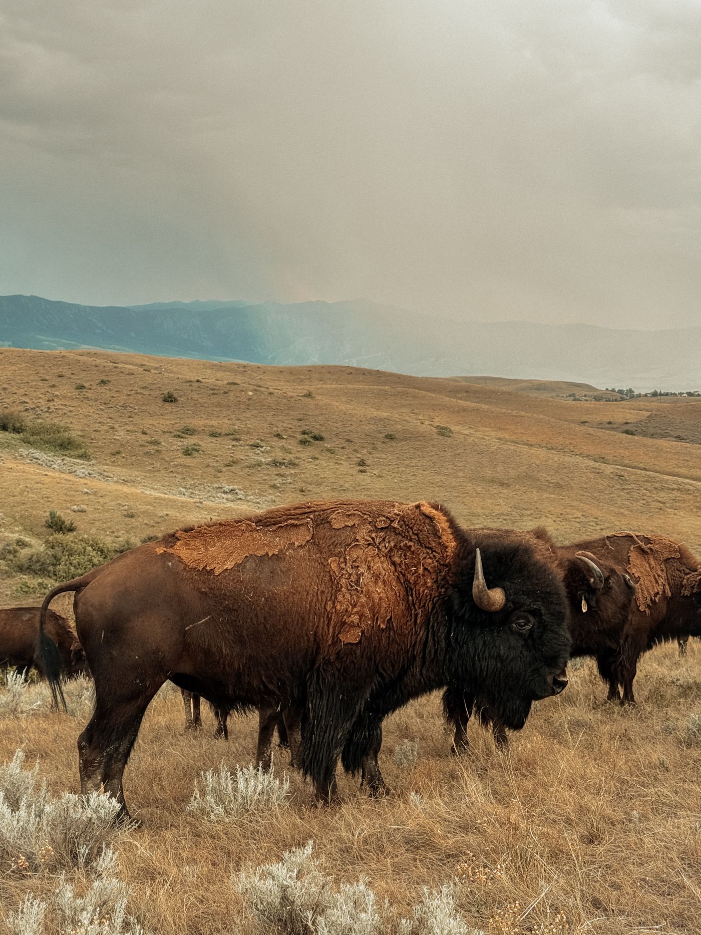 Bison bulls in their summer shed on sage-covered hills under a storm